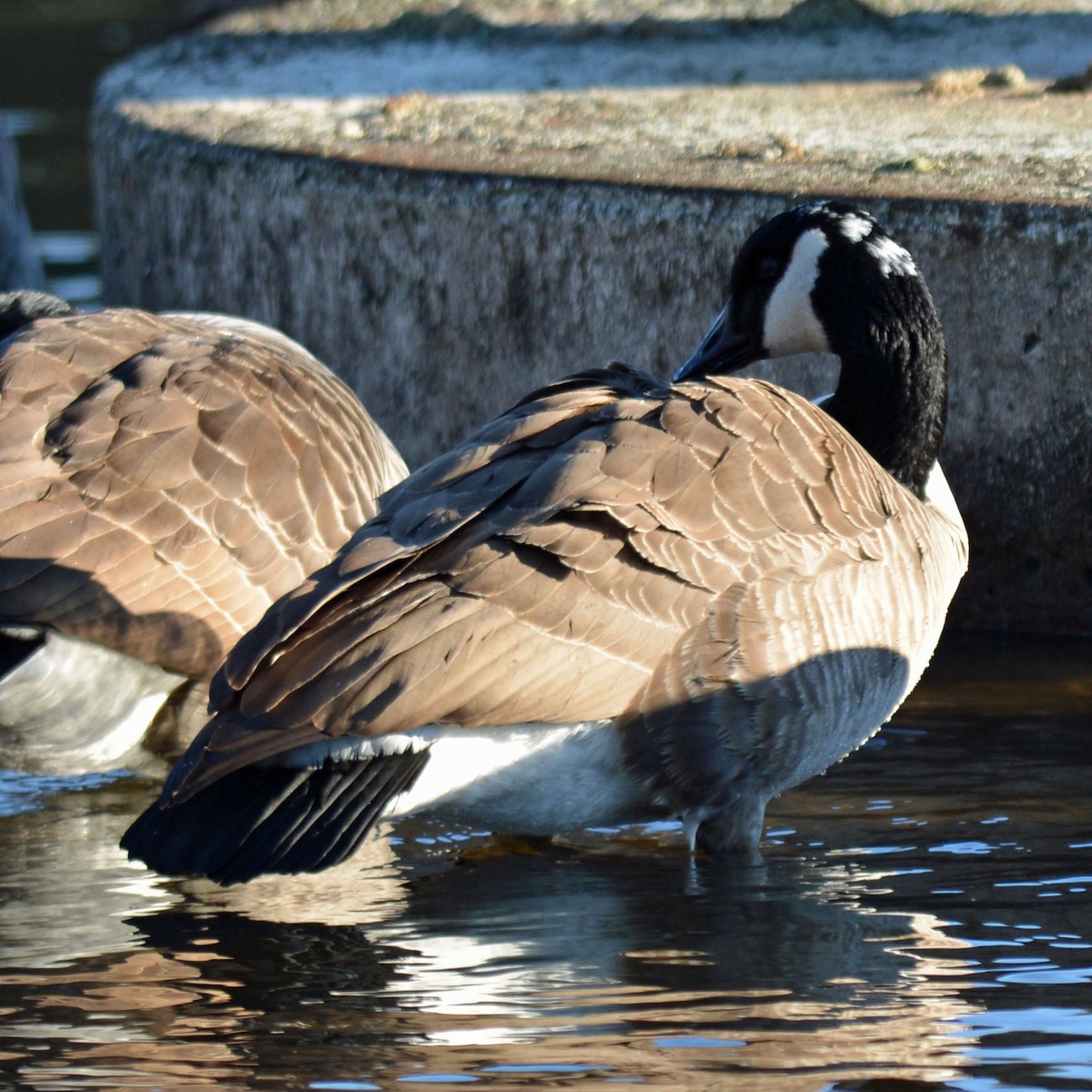 Canada Goose - ML647286124