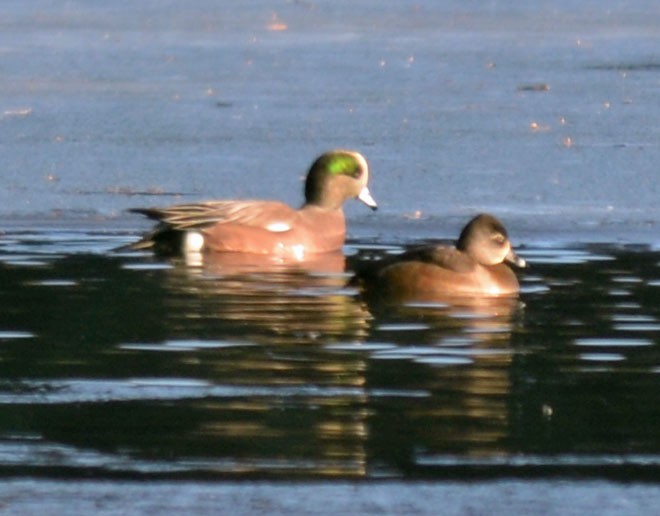 American Wigeon - ML647286127