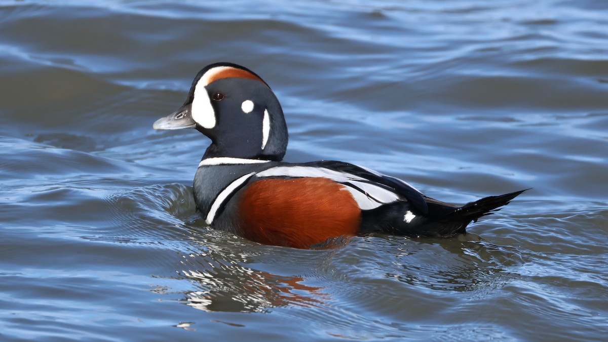 Moretta arlecchino - ML647286128