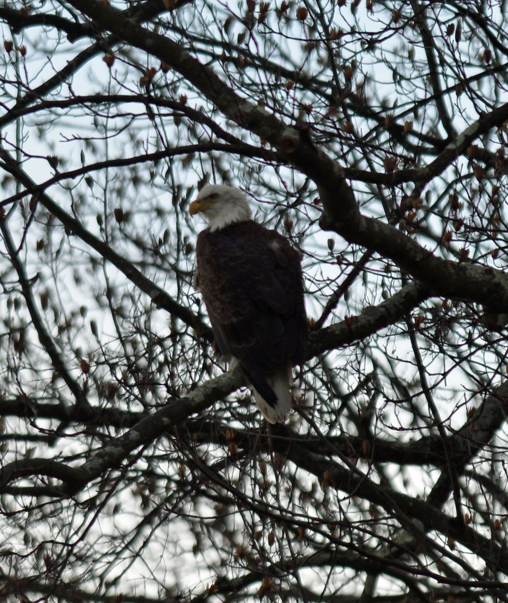 Bald Eagle - ML647286142