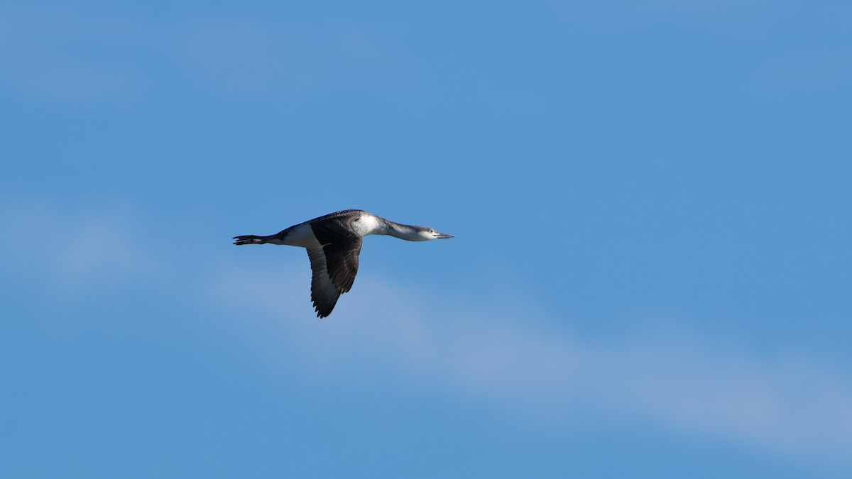 Strolaga minore - ML647286167