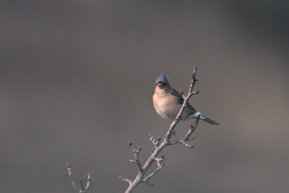 ズアオアトリ - ML647286176