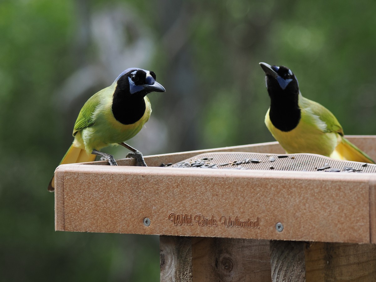 sojka zelenavá - ML647286194