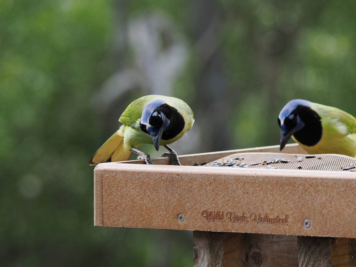 sojka zelenavá - ML647286197