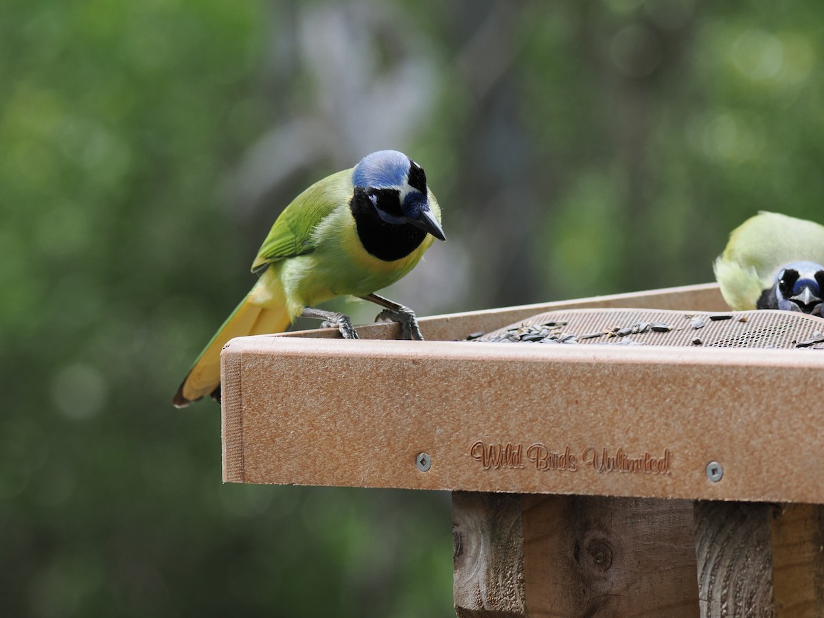 sojka zelenavá - ML647286200