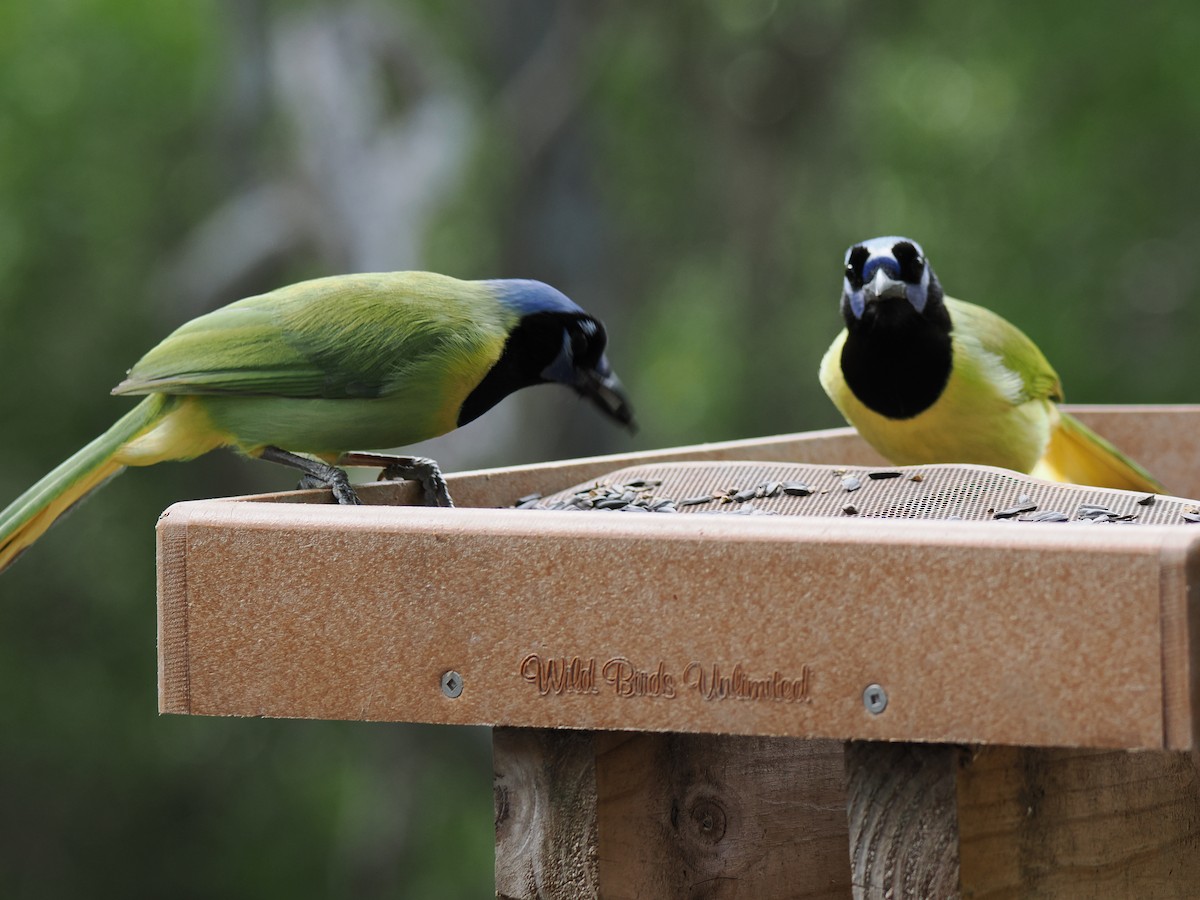 sojka zelenavá - ML647286214