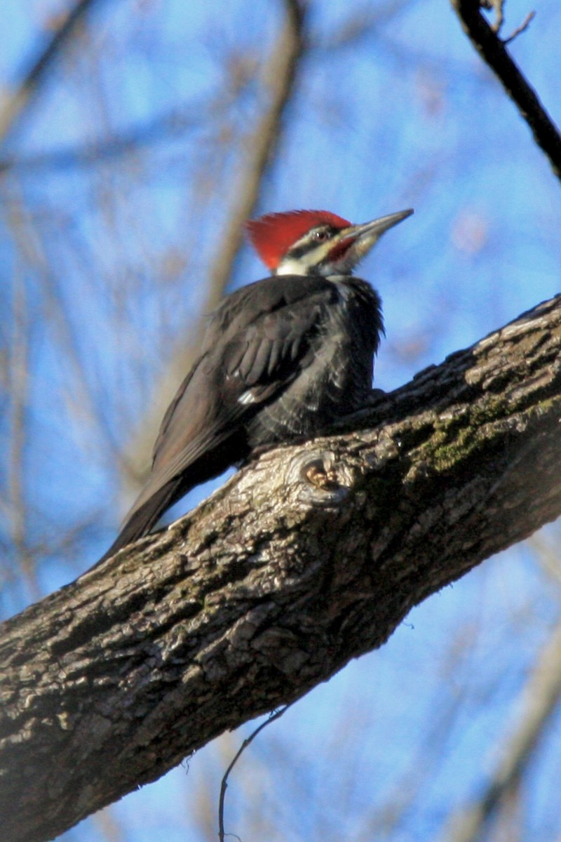 エボシクマゲラ - ML647286270