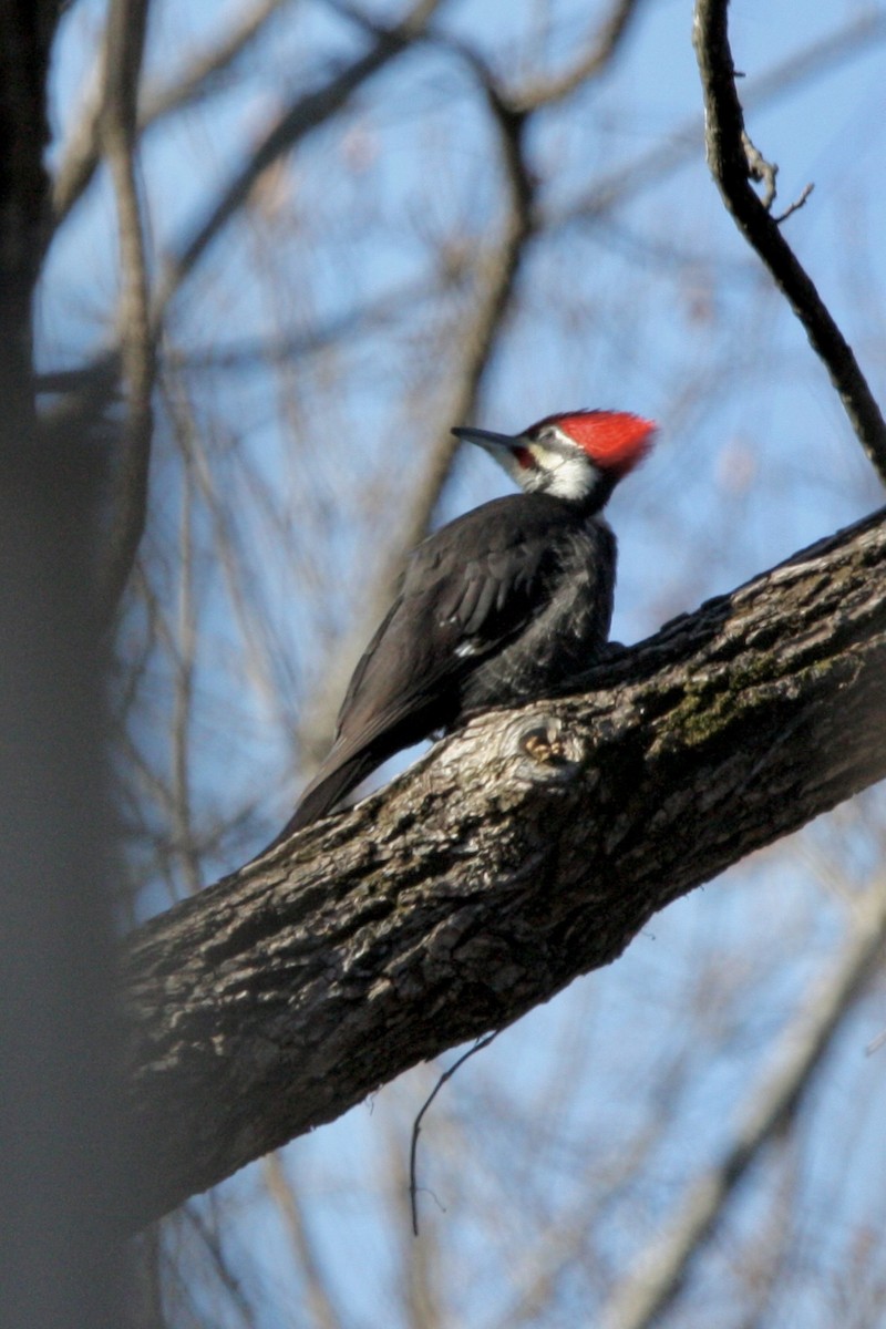 エボシクマゲラ - ML647286321