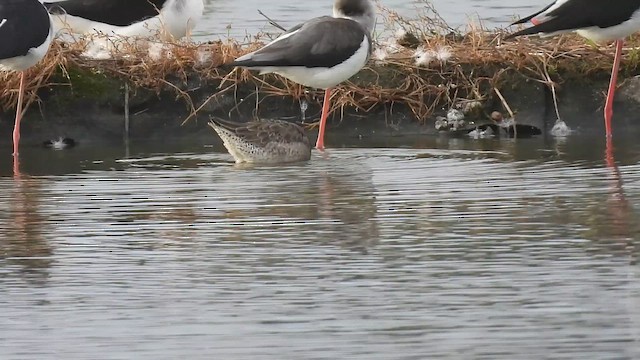Long-billed Dowitcher - ML647286324