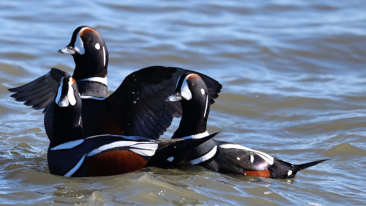 Moretta arlecchino - ML647286325