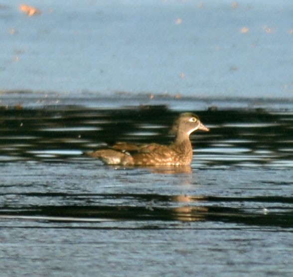 Wood Duck - ML647286327