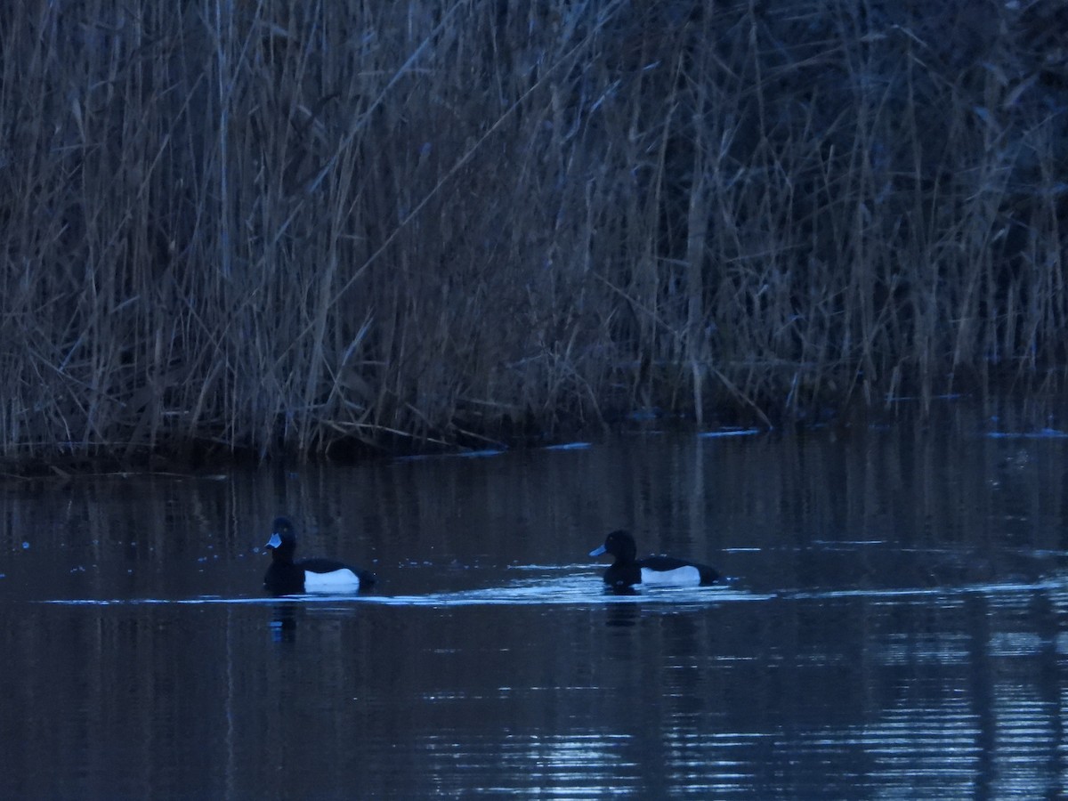 Porrón Moñudo - ML647286340