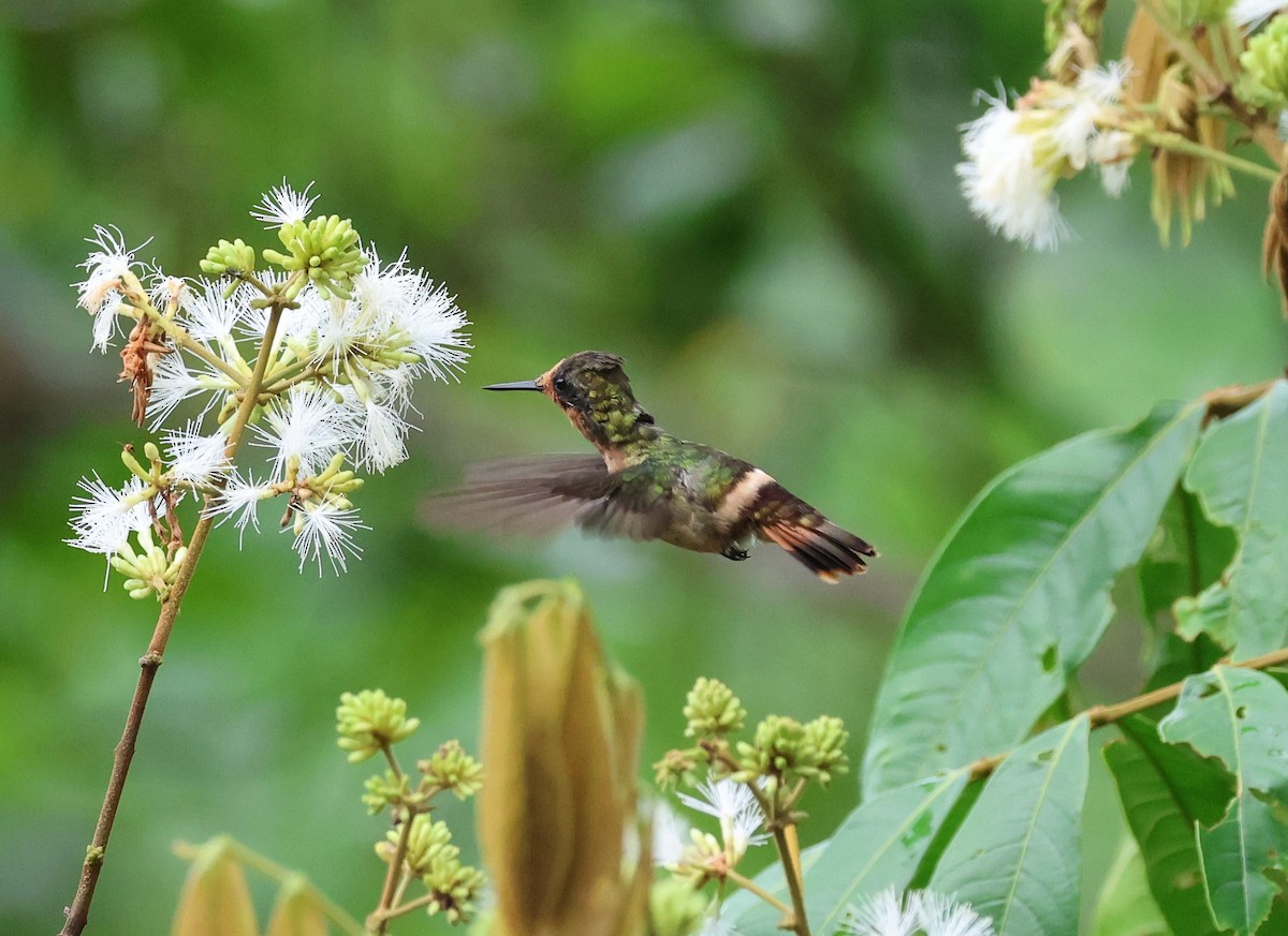 チャカザリハチドリ - ML647286345