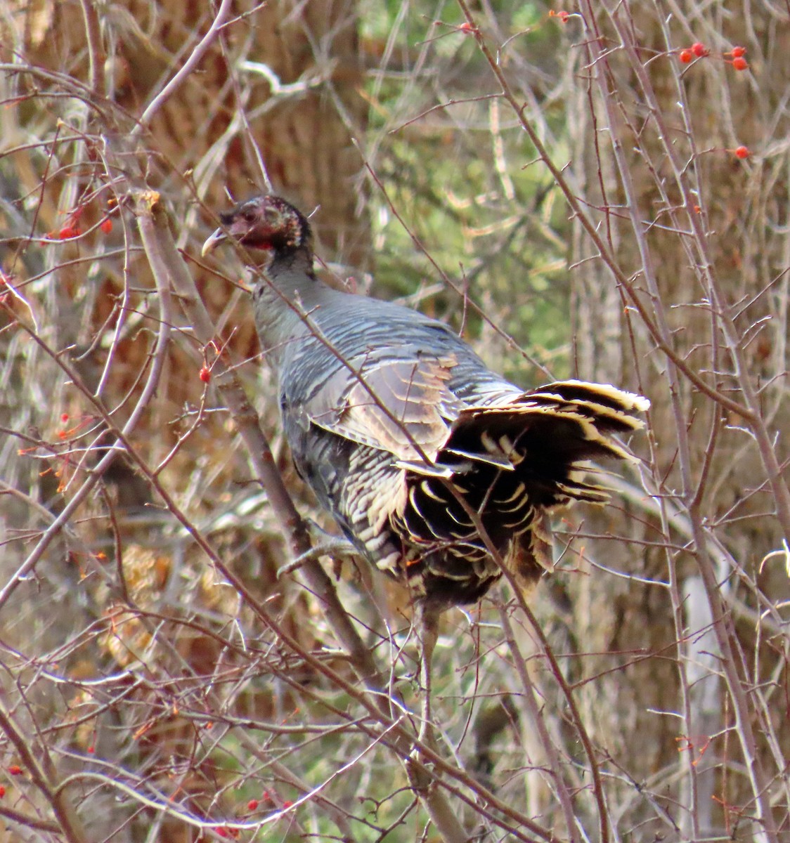 Wild Turkey - ML647286360