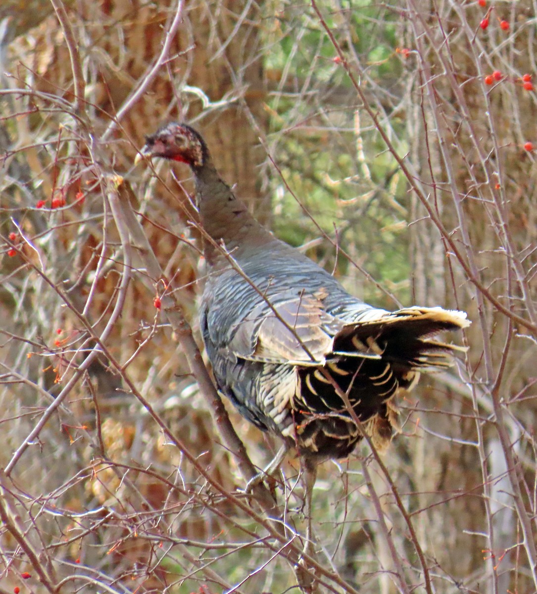 Wild Turkey - ML647286361
