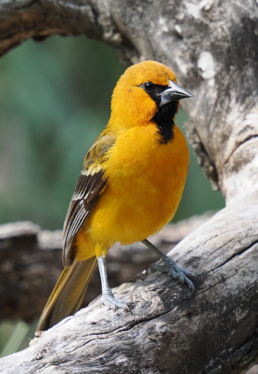 Altamira Oriole - ML647286375