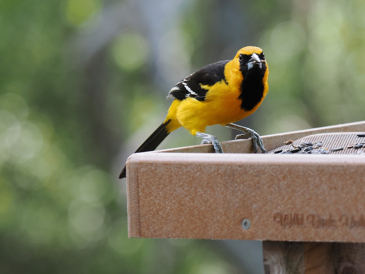 Altamira Oriole - ML647286376