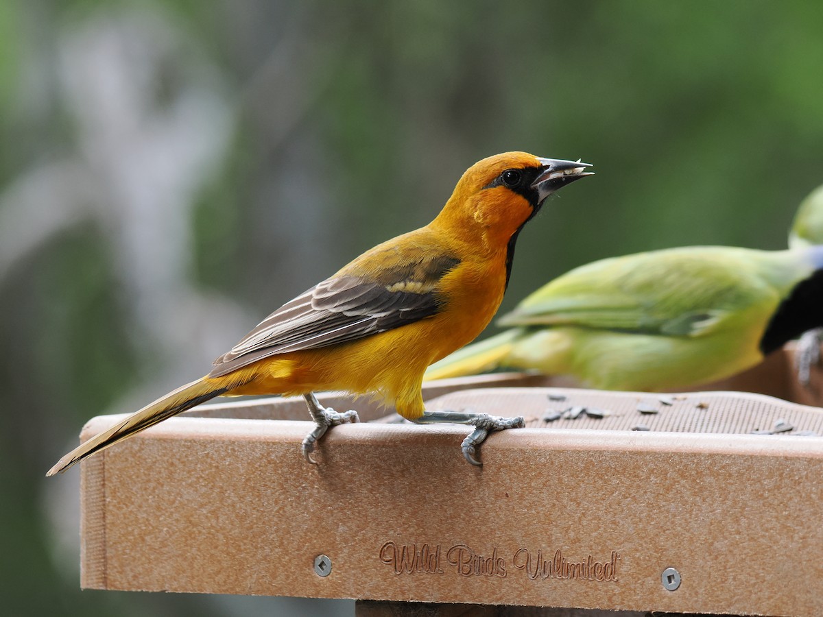 Altamira Oriole - ML647286377