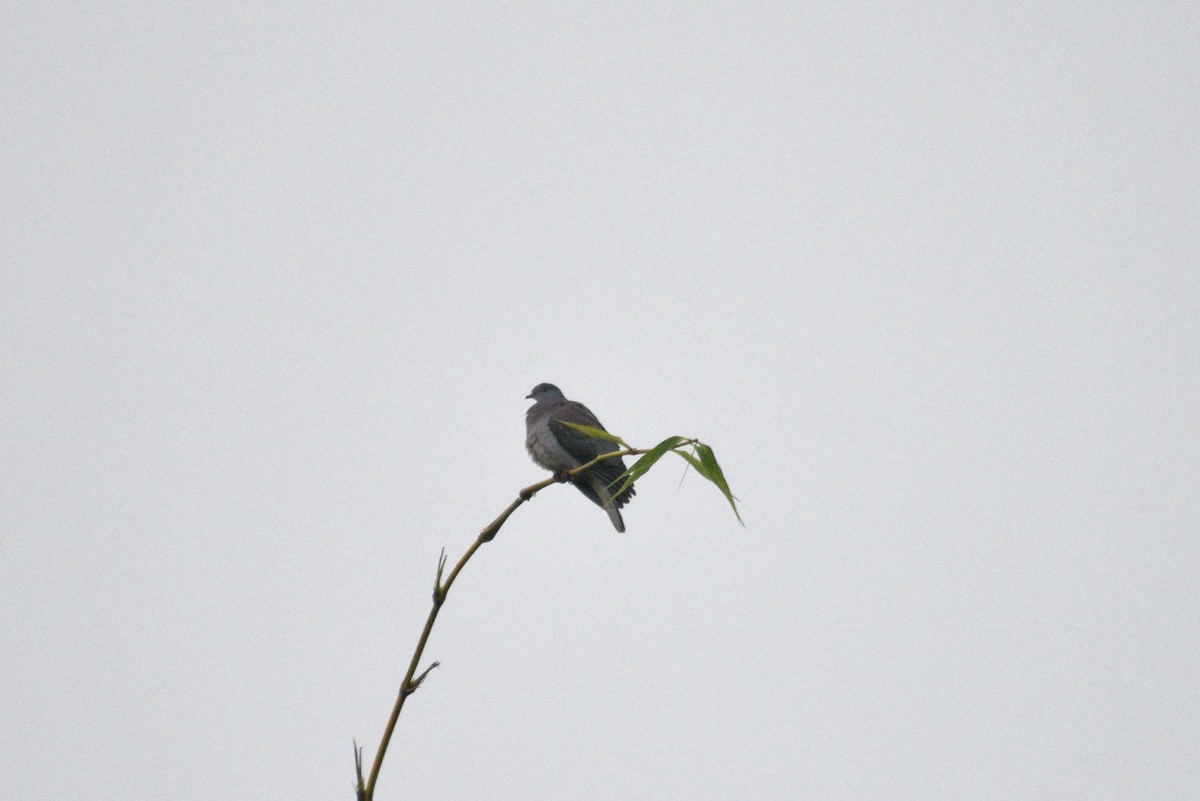 Paloma Colorada - ML647286392