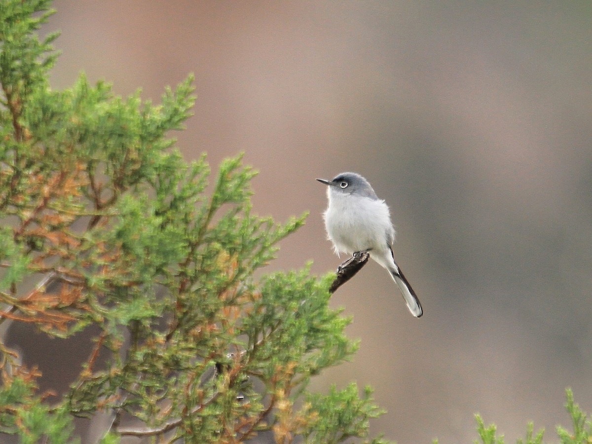 Голубая комароловка - ML647286393