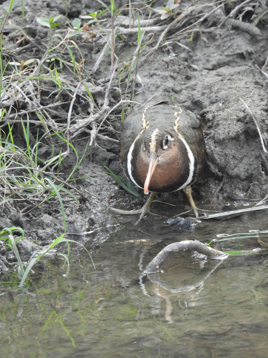 Greater Painted-Snipe - ML647286400