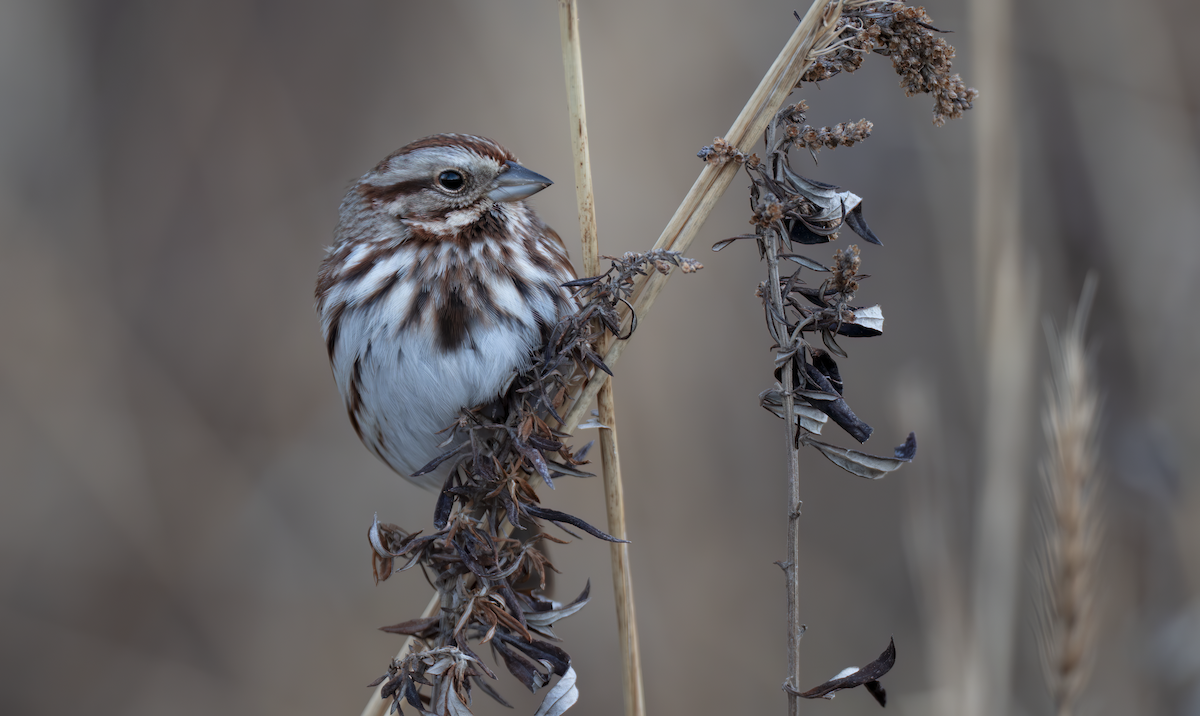 Song Sparrow - ML647286404