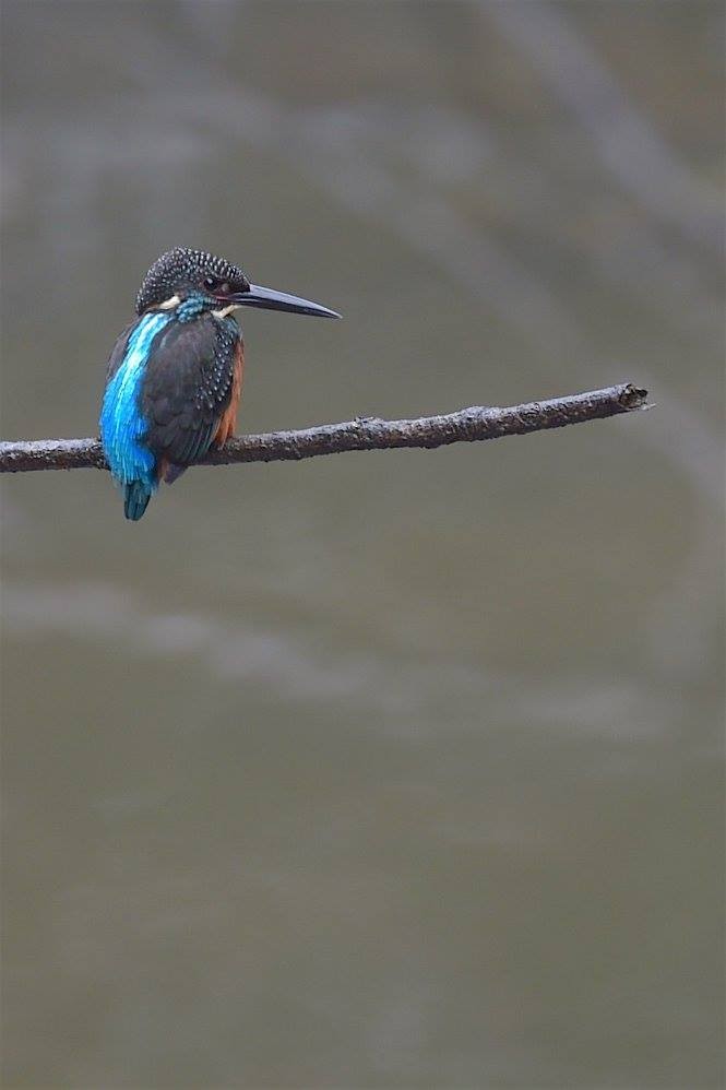 Blyth's Kingfisher - ML647286406