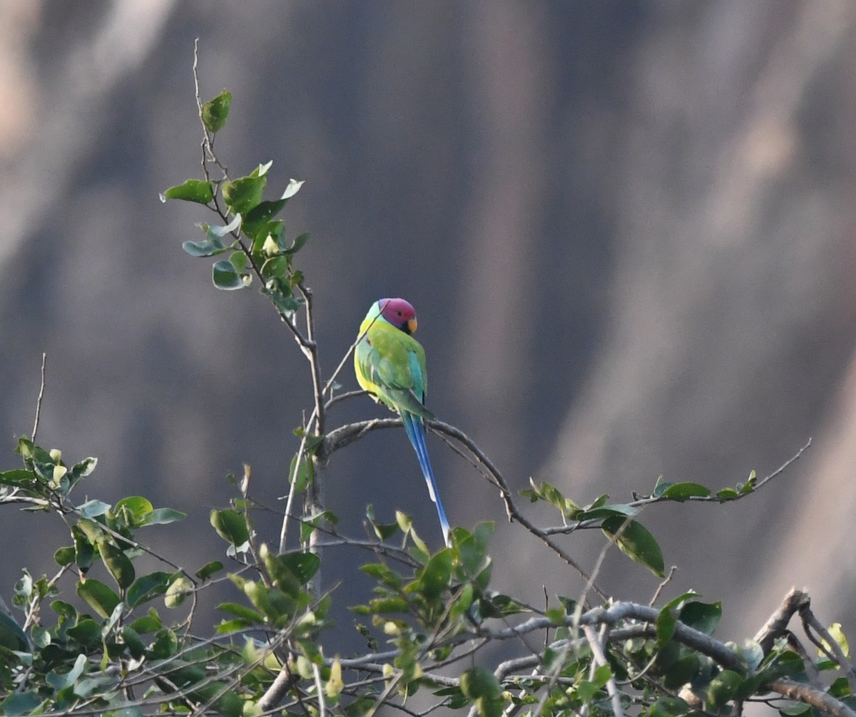 Perruche à tête prune - ML647286417