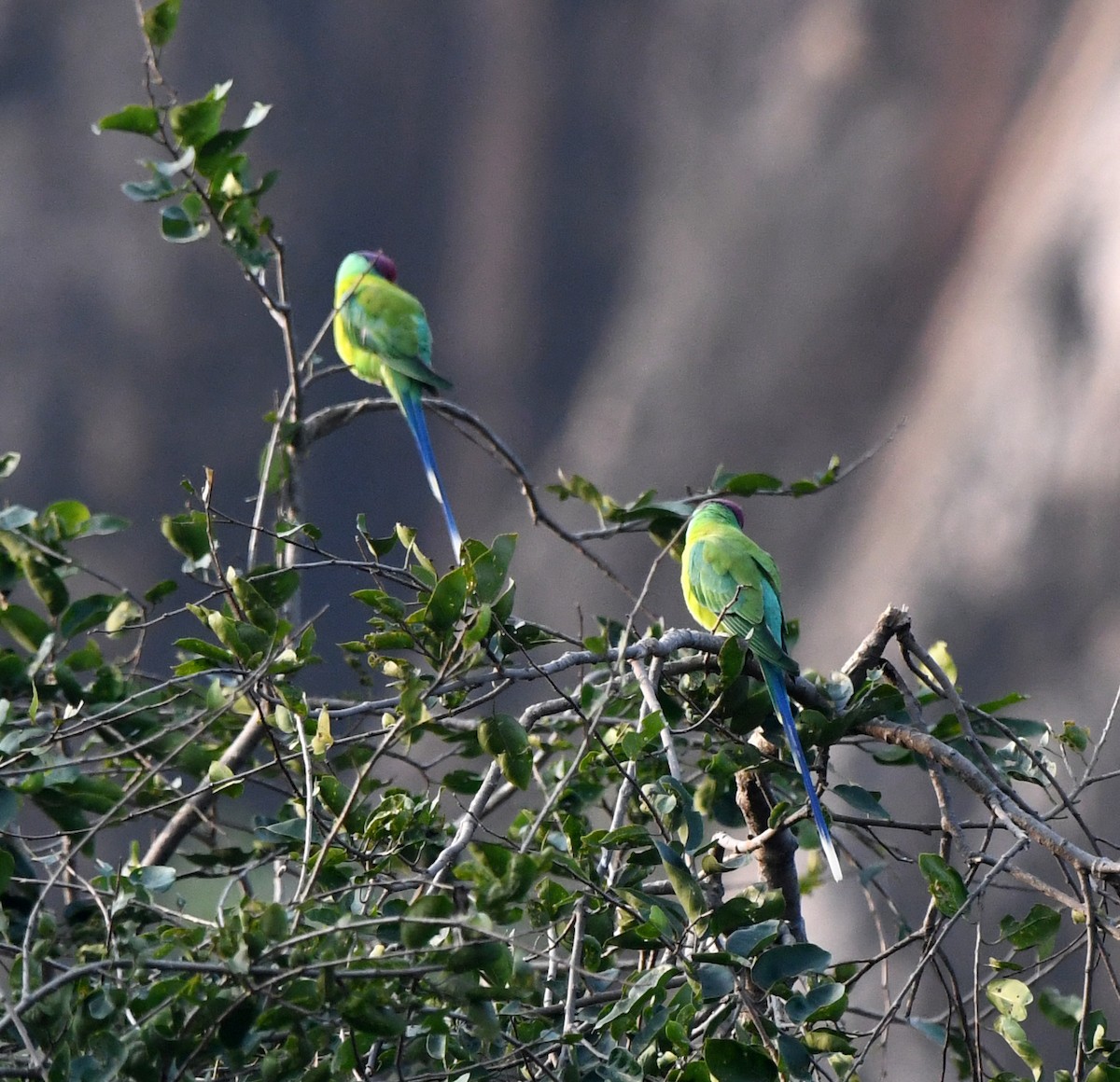 Perruche à tête prune - ML647286418