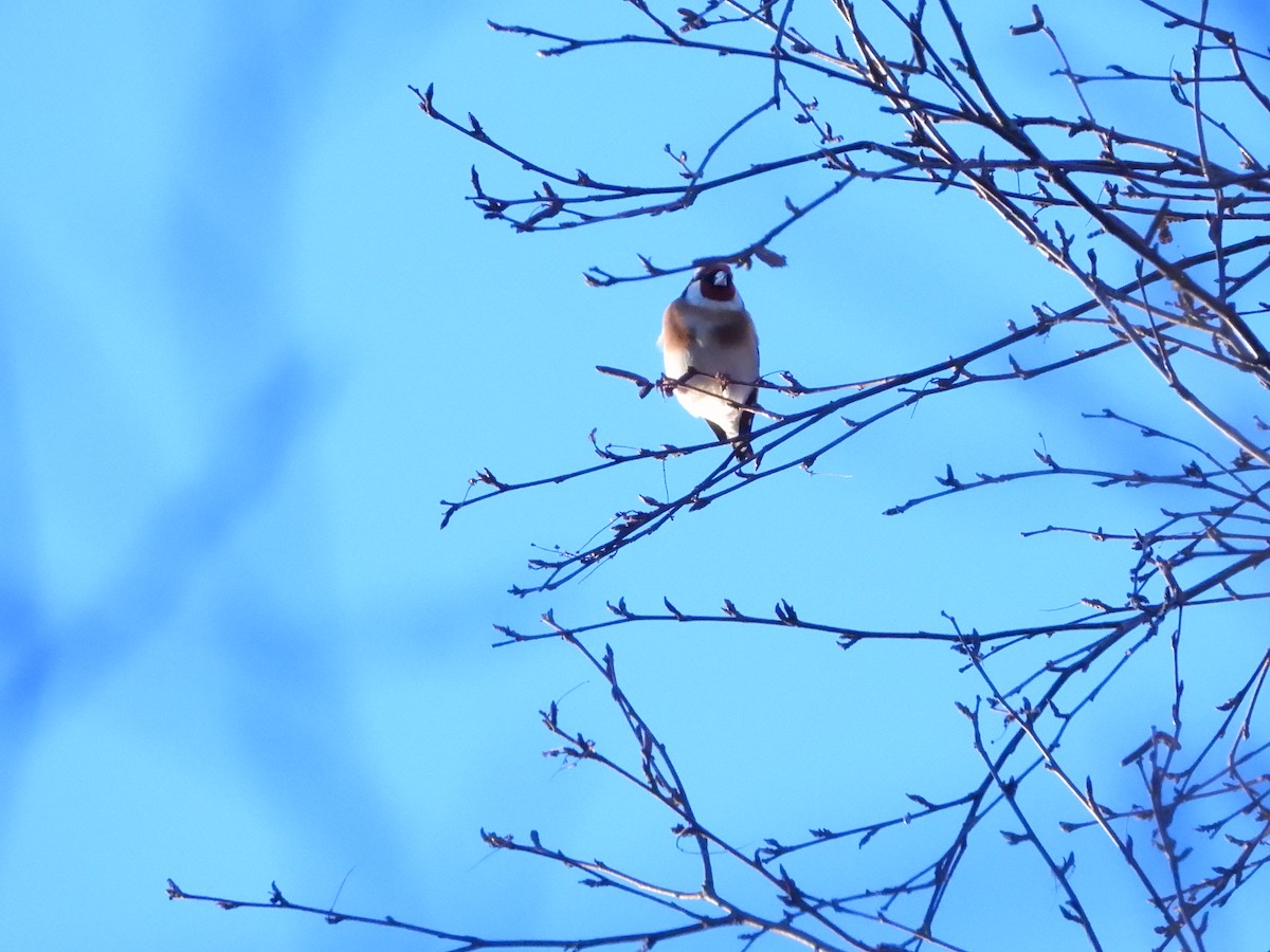 Jilguero Europeo - ML647286426