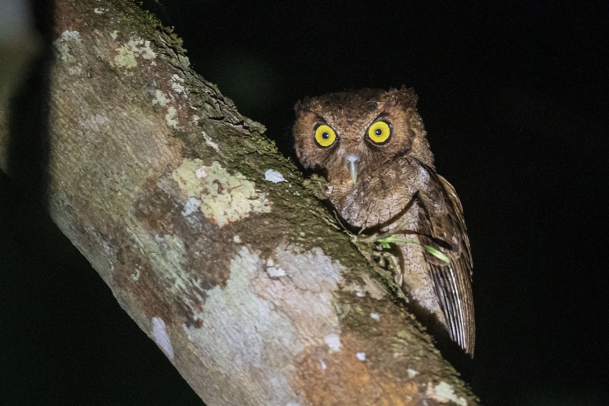 Black-capped Screech-Owl - ML647286427