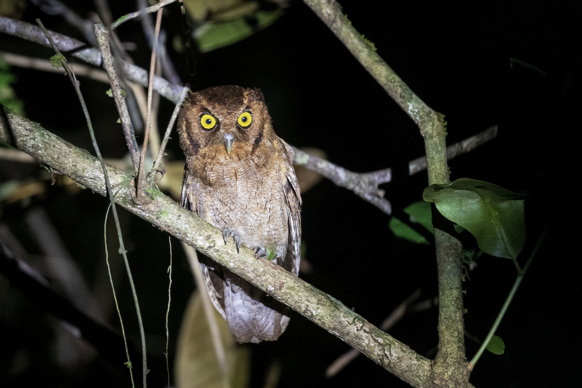 Black-capped Screech-Owl - ML647286428