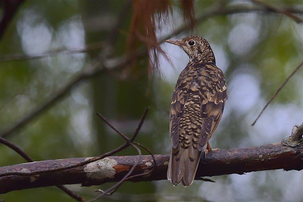 White's Thrush - ML647286431