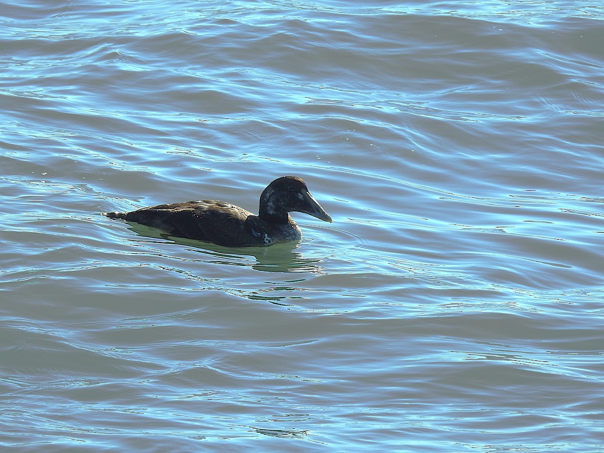 Common Eider - ML647286433