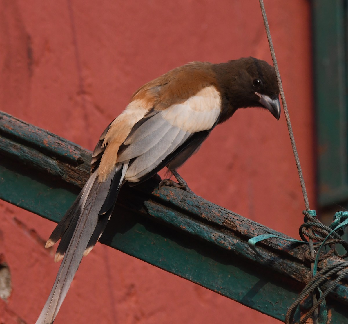 Rufous Treepie - ML647286438