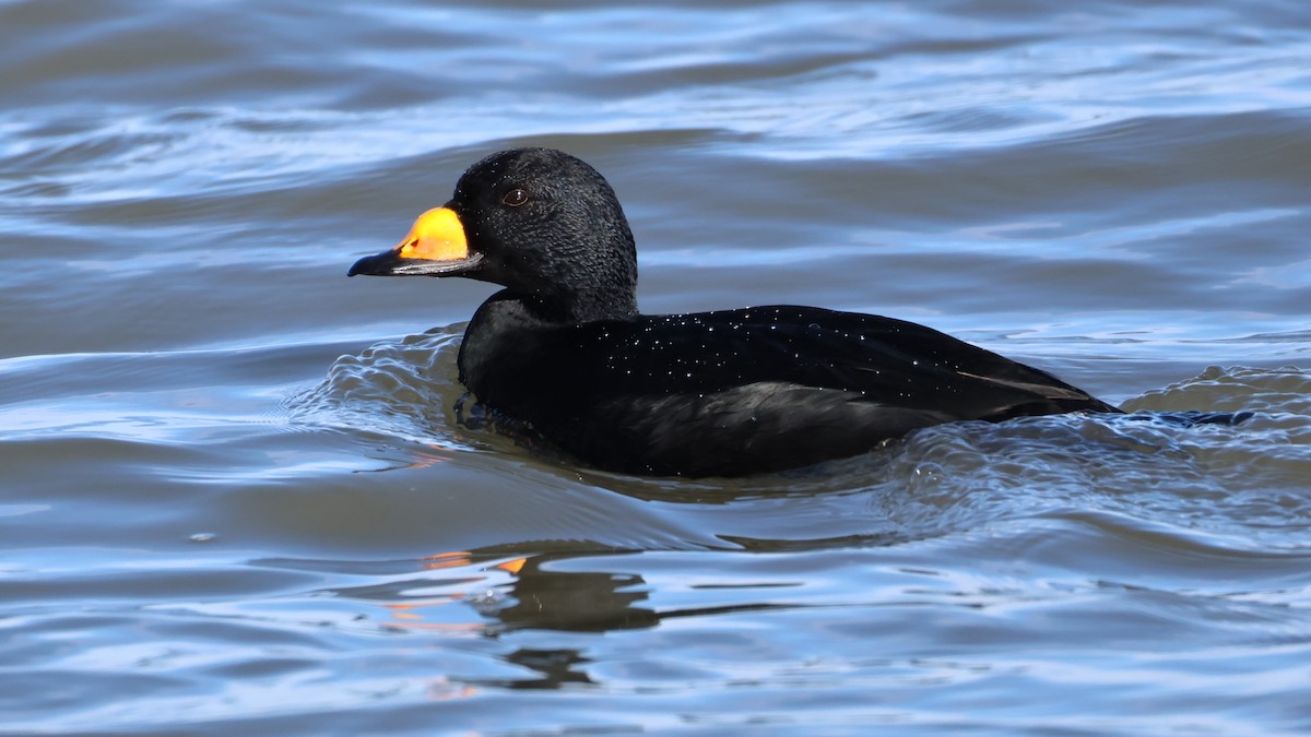 Black Scoter - ML647286463