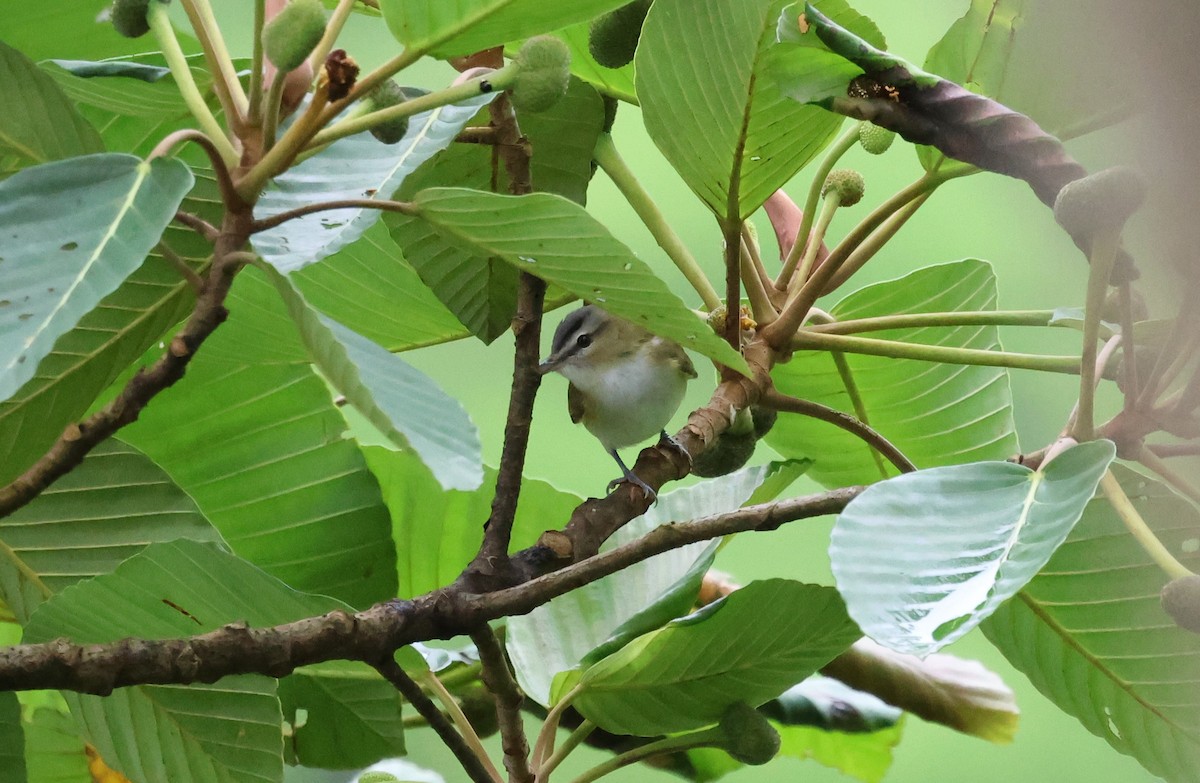 Chivi Vireo - ML647286467