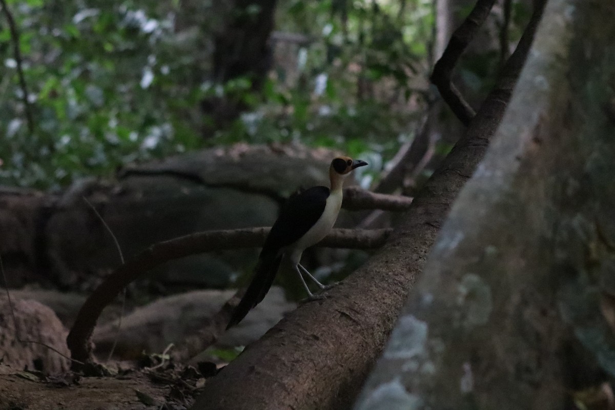 vranule bělokrká - ML647286469