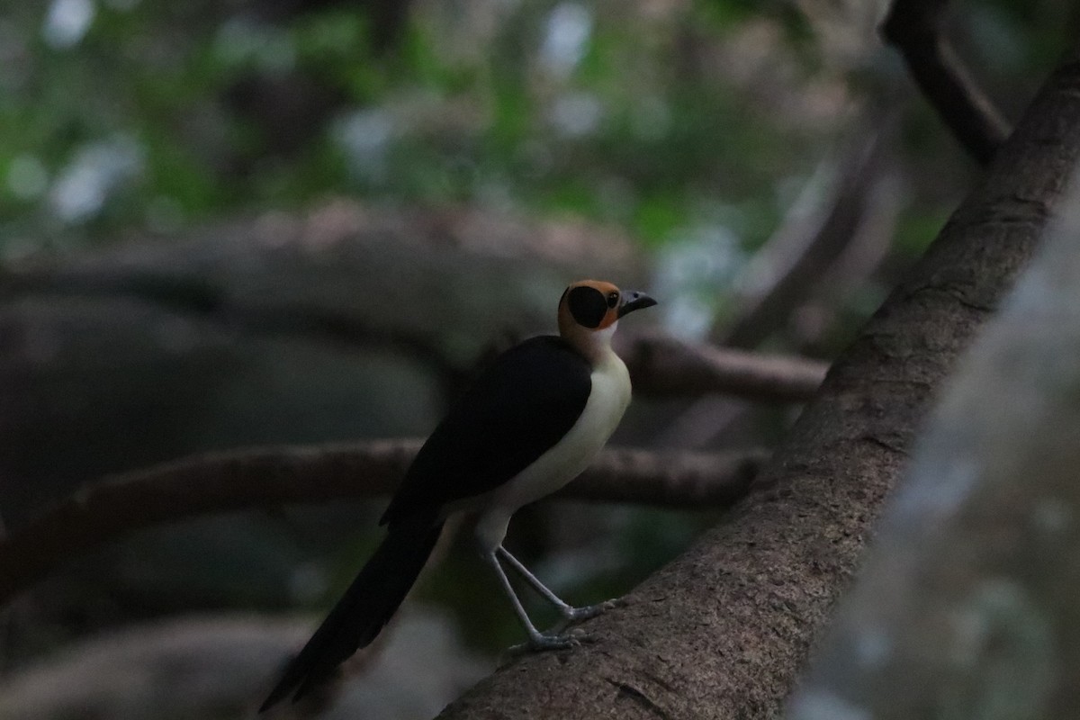 vranule bělokrká - ML647286470