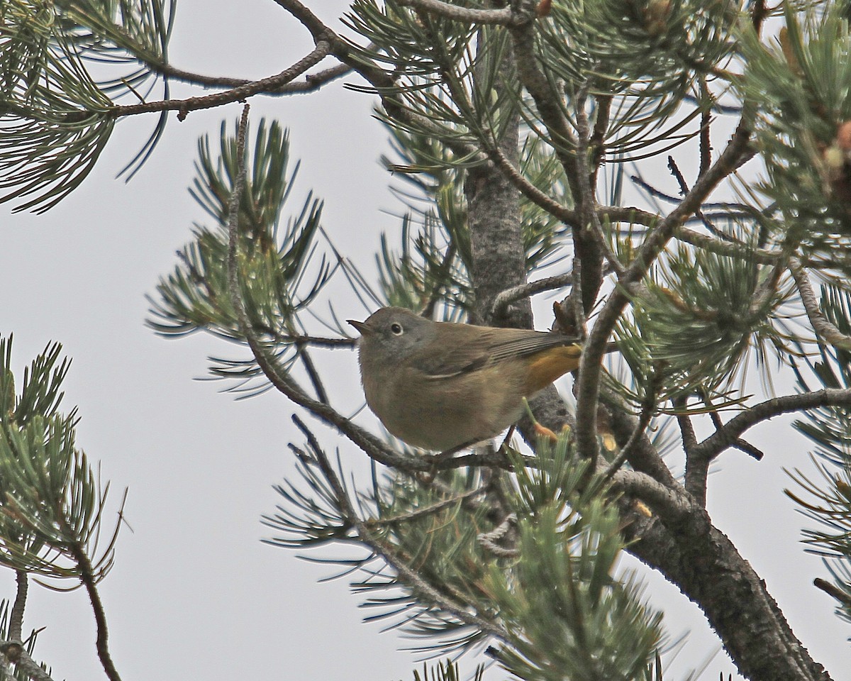 Colima Warbler - ML647286480