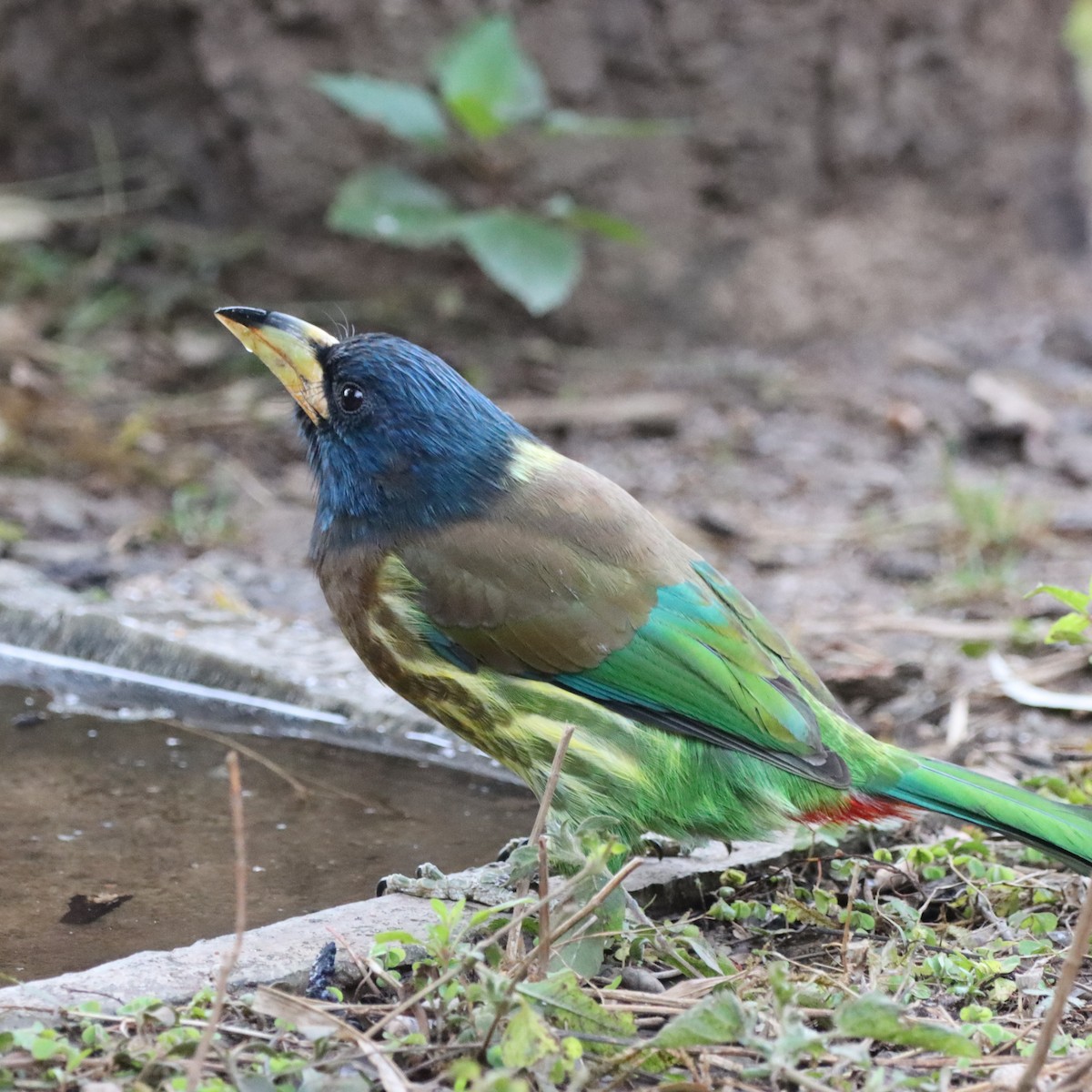 Great Barbet - ML647286481