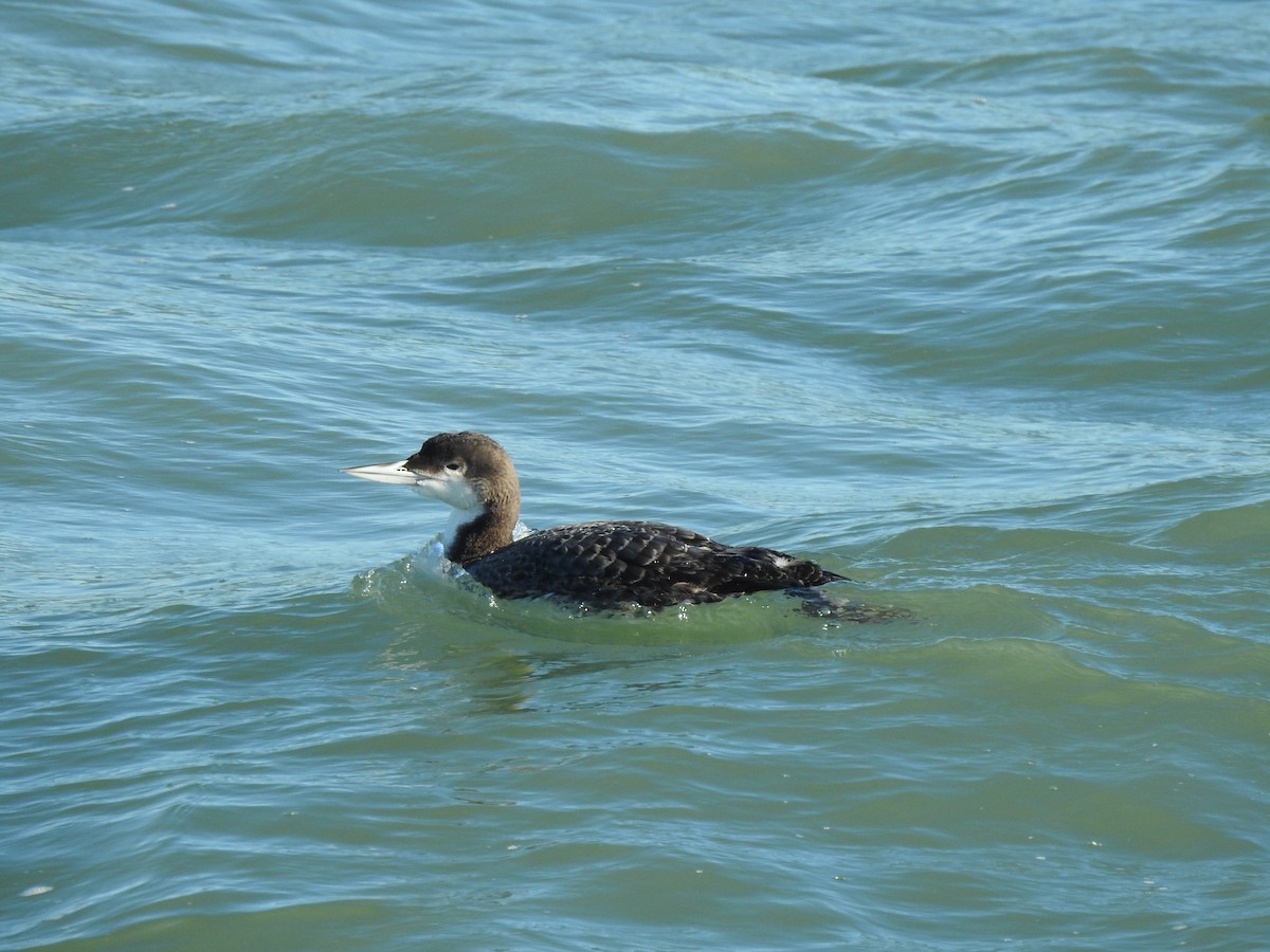 Common Loon - ML647286487