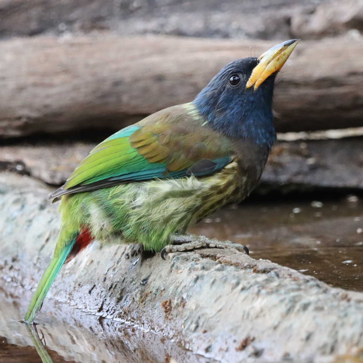 Great Barbet - ML647286488