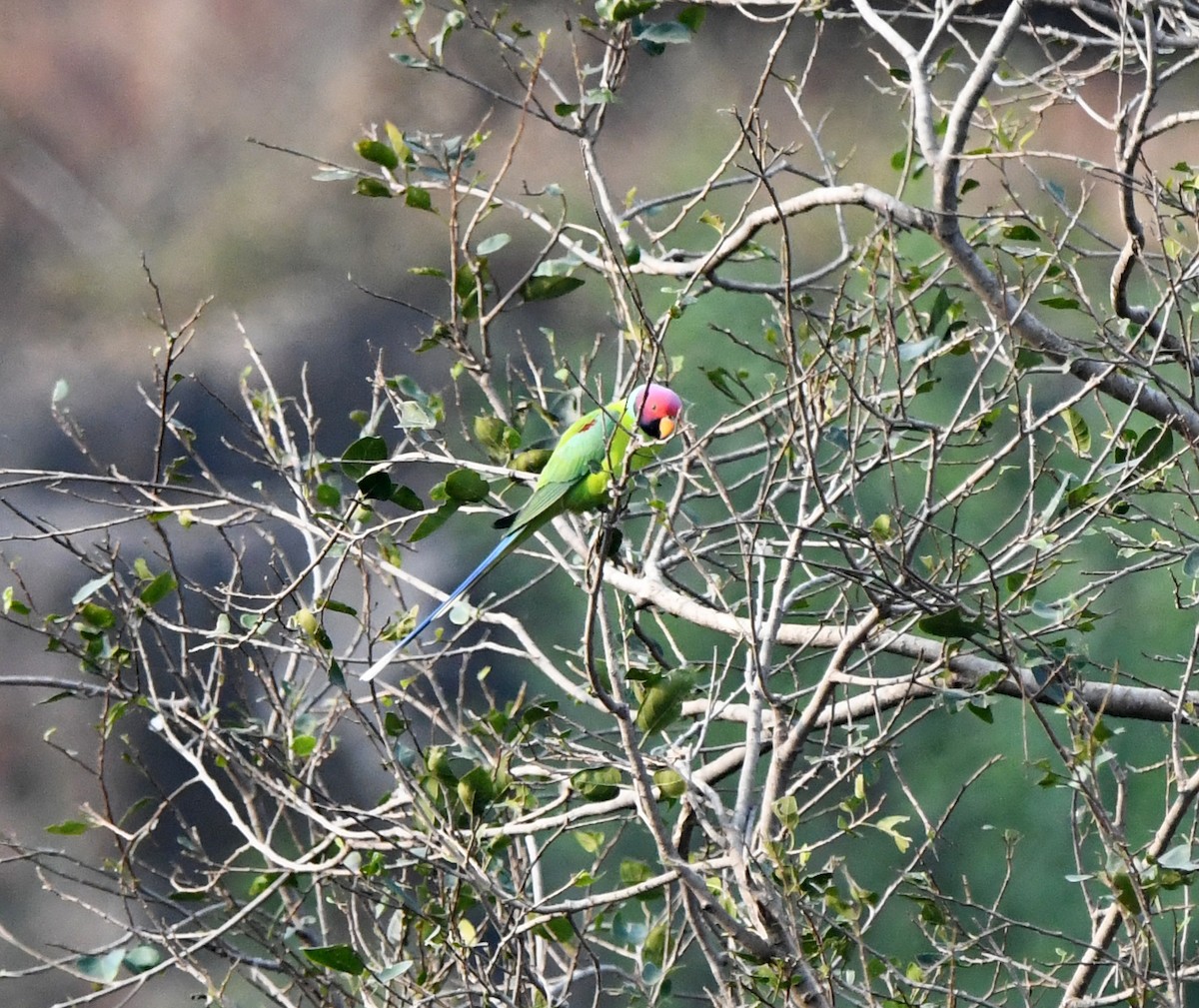 Perruche à tête prune - ML647286490