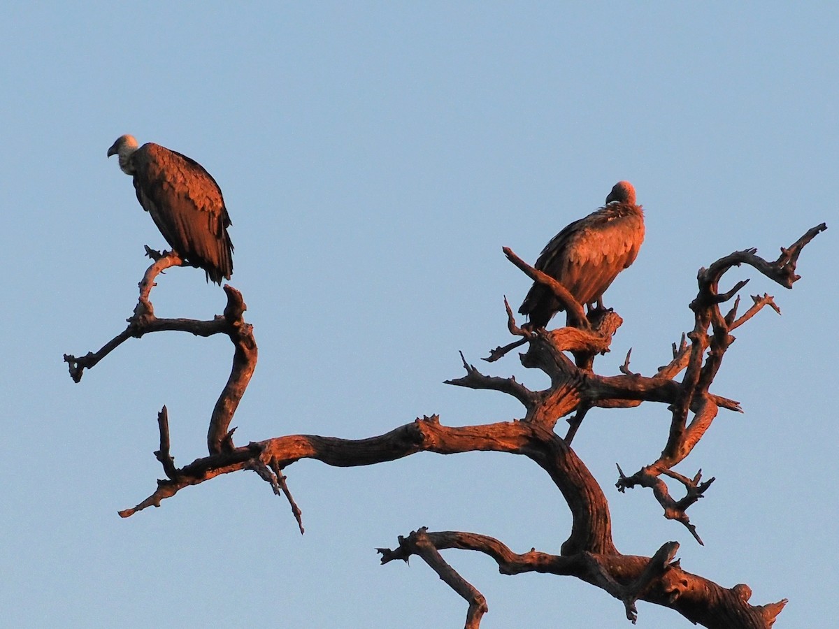 White-backed Vulture - ML647286502