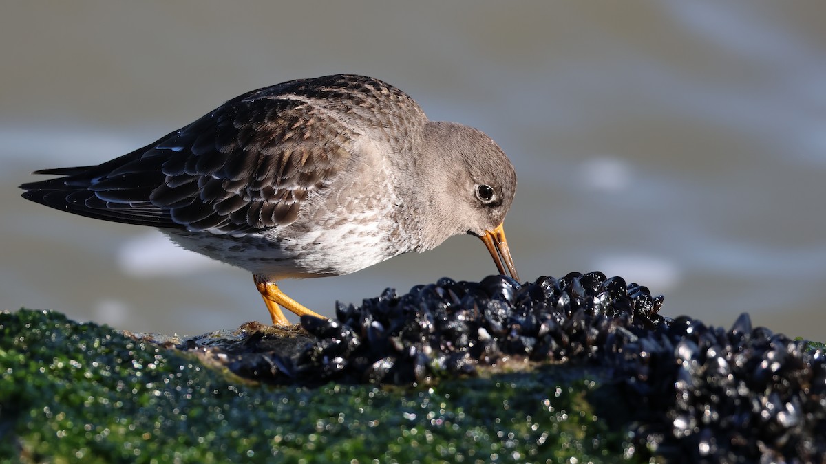 Piovanello violetto - ML647286508