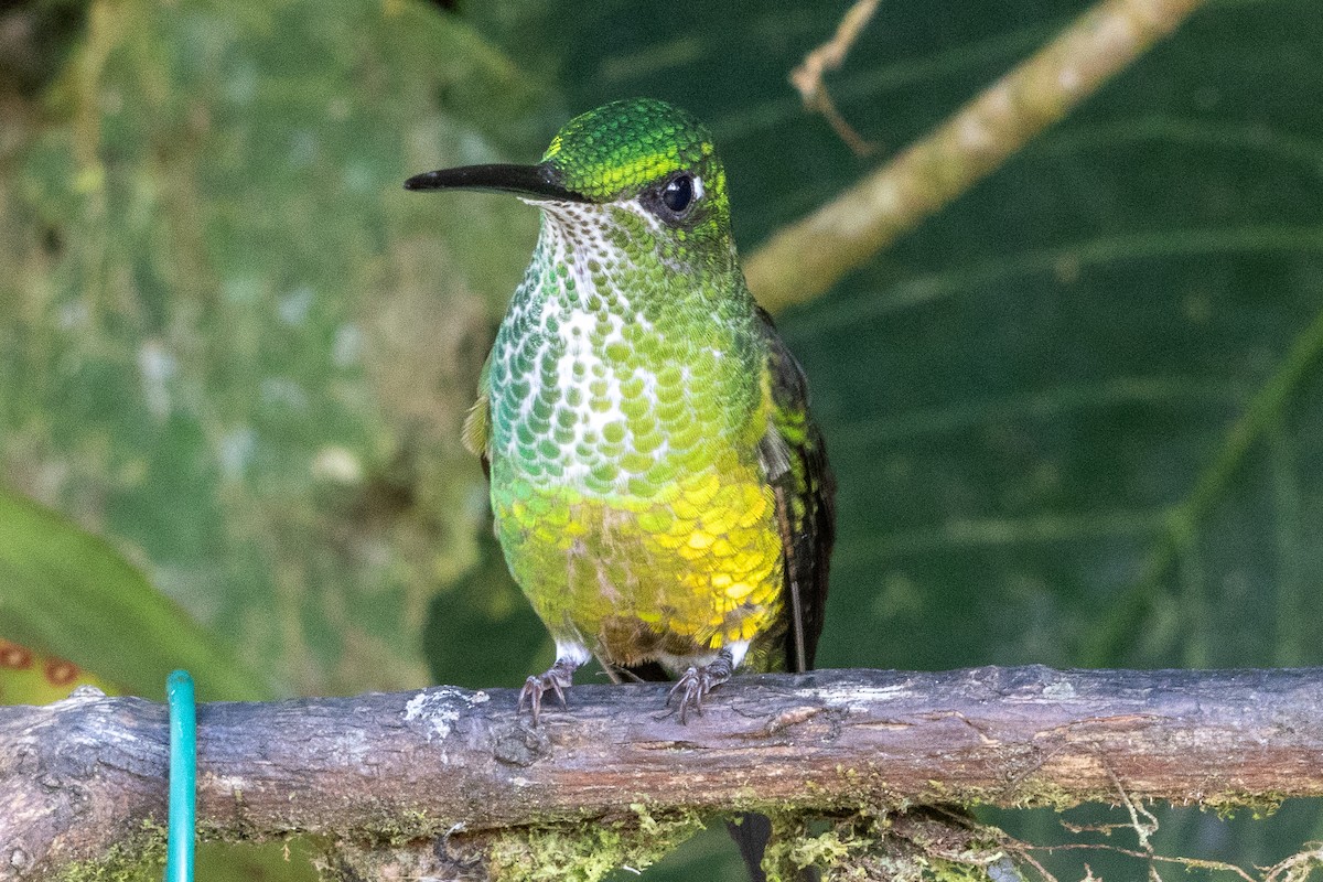 Empress Brilliant - ML647286527