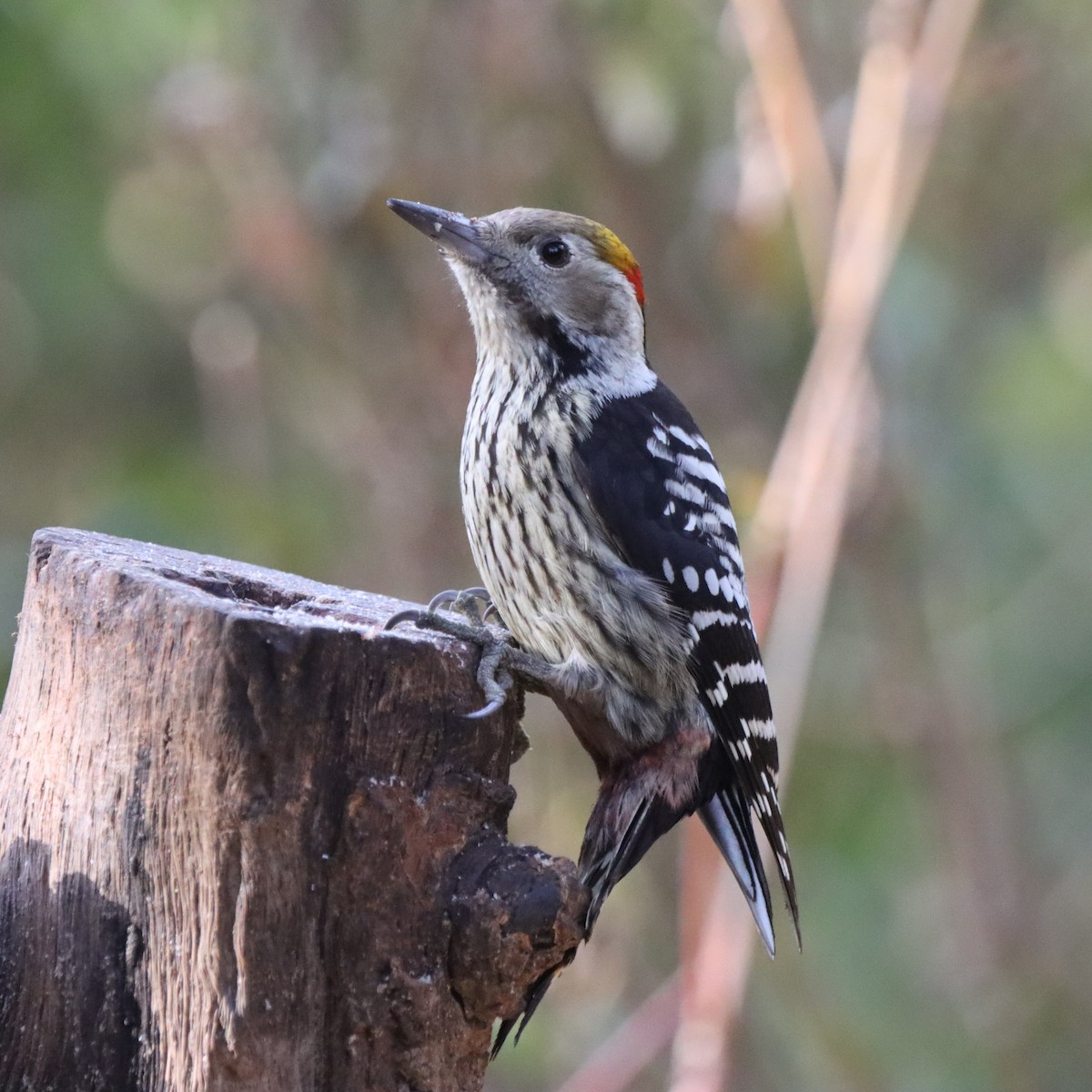 bergspett - ML647286539