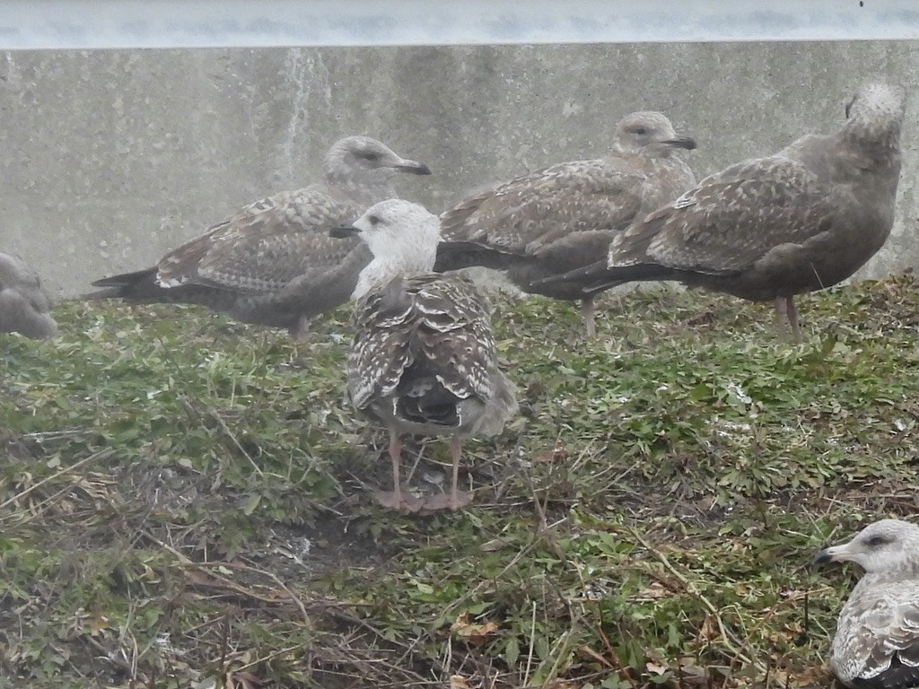 ニシセグロカモメ - ML647286547