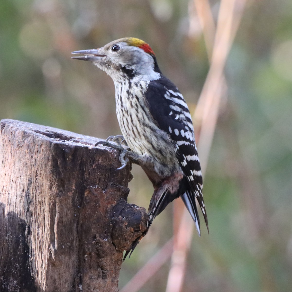 bergspett - ML647286548